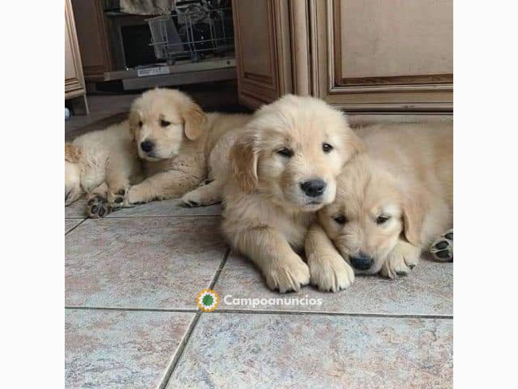 Regalo cachorros de Golden Retriever en Huesca