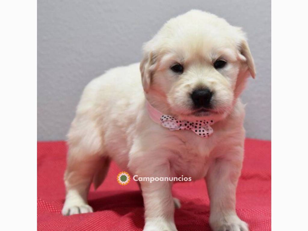 Regalo Cachorros de Golden Retriever en Huesca