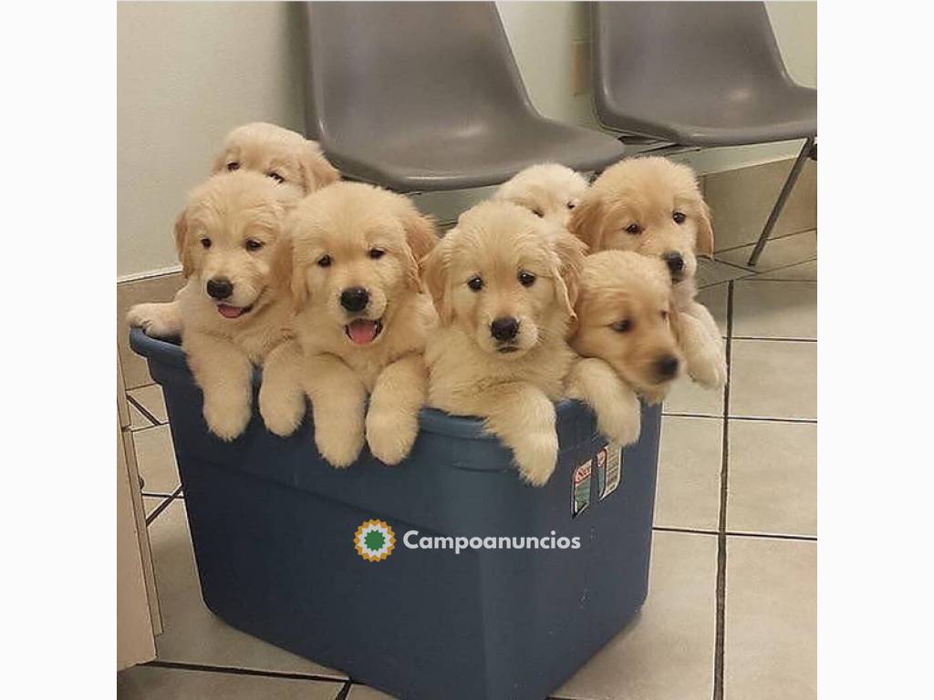 Regalo Cachorros de Golden Retriever en Tenerife