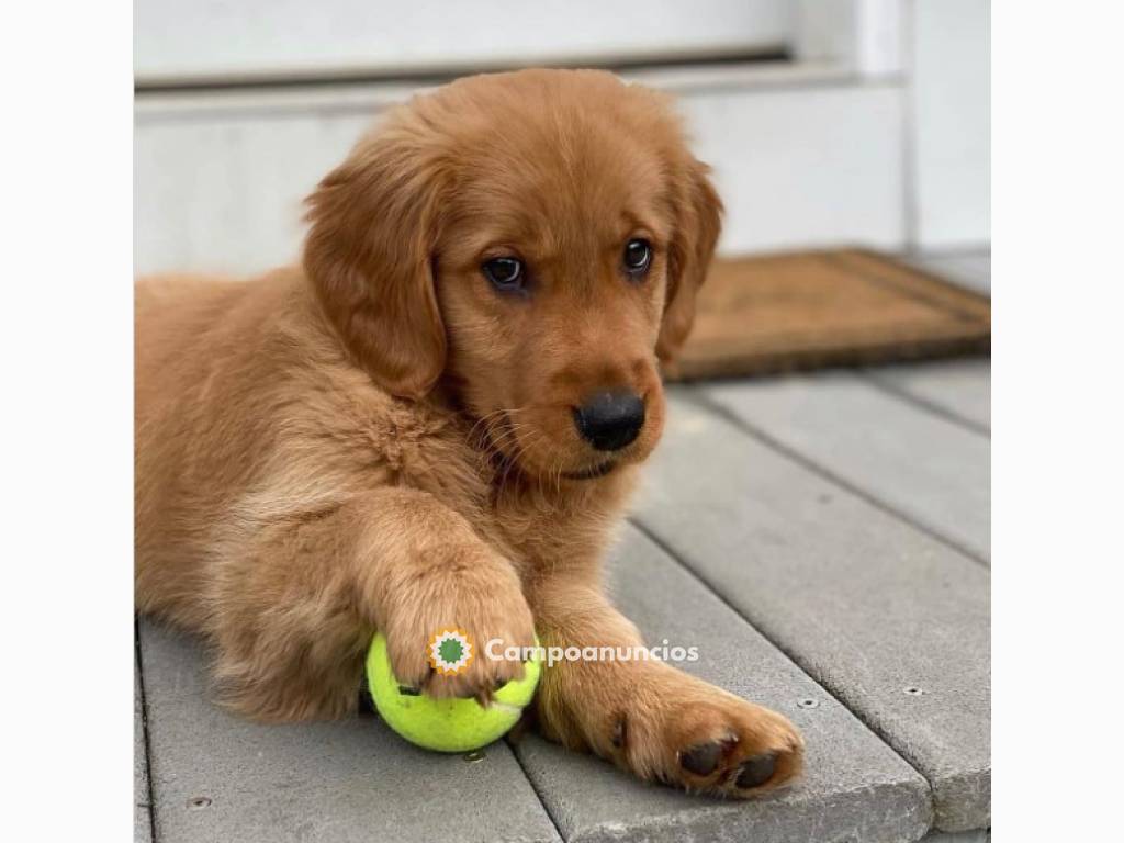 REGALO CACHORROS DE GOLDEN RETRIEVER en Ourense