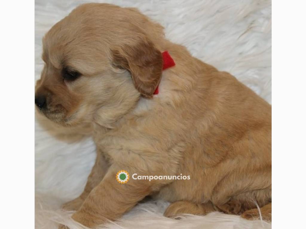 REGALO CACHORROS DE GOLDEN RETRIEVER en Tenerife