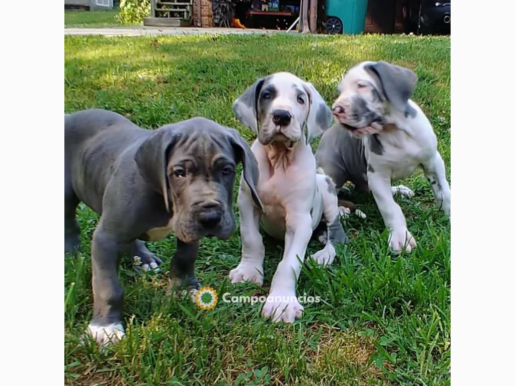 Regalo Cachorros de GRAN DANÉS en adopci en Ourense