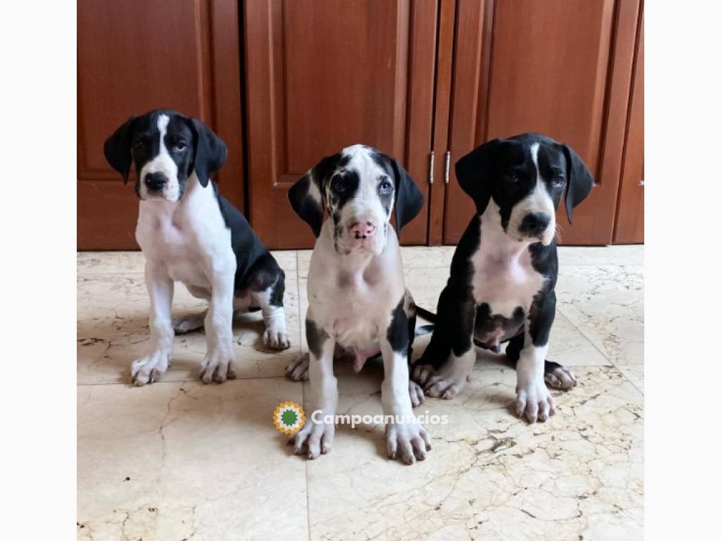 Regalo Cachorros de GRAN DANÉS en adopci en Tenerife