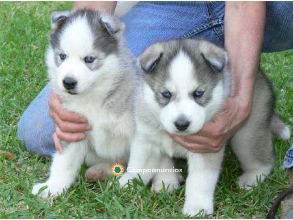 Regalo cachorros de Husky Siberiano en Toledo