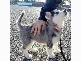 Regalo cachorros de Husky siberiano