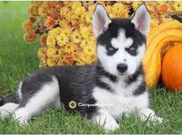 Regalo Cachorros de Husky Siberiano