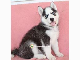 Regalo cachorros de Husky siberiano