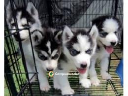 Regalo cachorros de husky siberiano