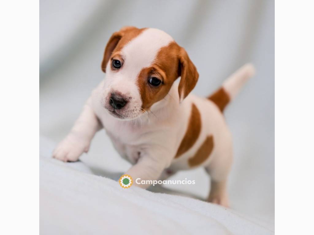 Regalo Cachorros de Jack Russell para ad en Huesca