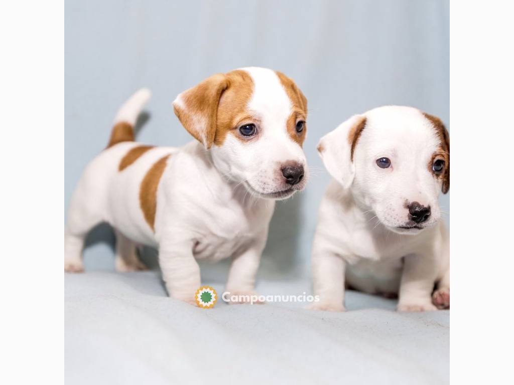 Regalo Cachorros de Jack Russell para ad en Ourense