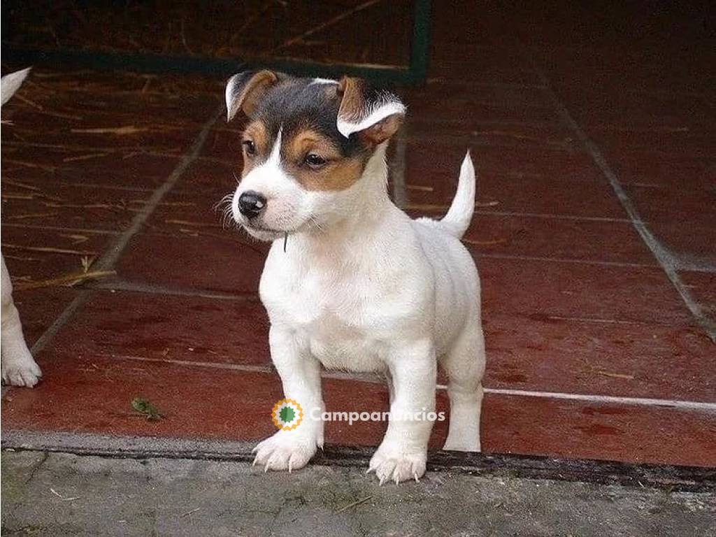 Regalo cachorros de Jack russell Terrier en Córdoba