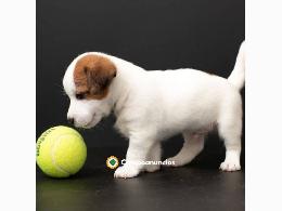 Regalo cachorros de Jack russell Terrier