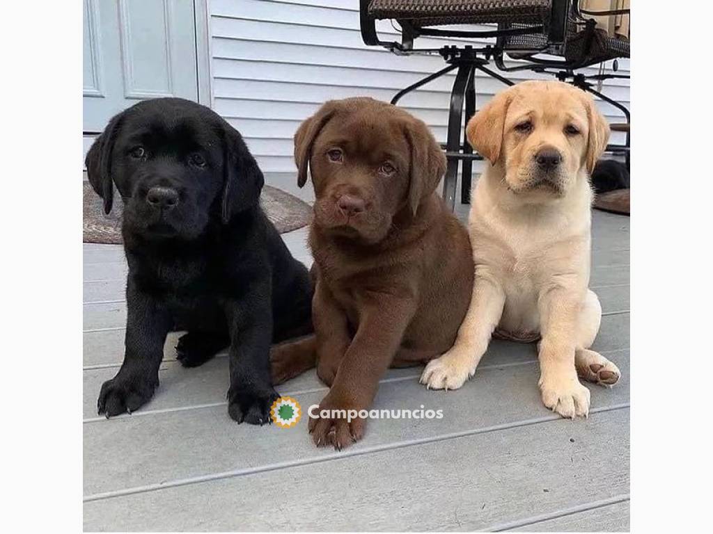 Regalo Cachorros de Labradores Retriever en Huesca