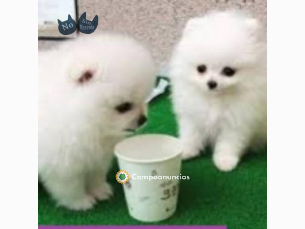 REGALO CACHORROS DE LULU POMERANIA MINI  en Tenerife