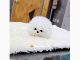 REGALO CACHORROS DE LULU POMERANIA MINI 