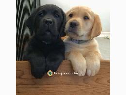 REGALO CACHORROS DE MACHOS Y HEMBRAS LAB