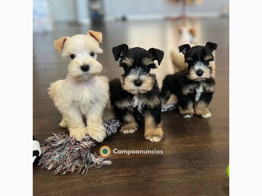 Regalo Cachorros de Miniature Schnauzer en Huesca