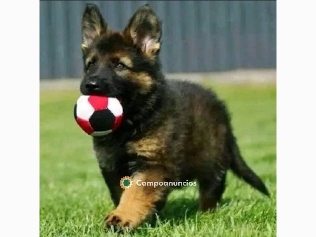 Regalo Cachorros de PASTOR ALEMÁN en ado en Huesca