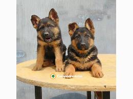 Regalo cachorros de pastor alemán para a