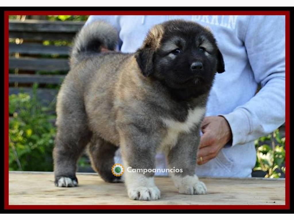 Regalo Cachorros de Pastor Del Cáucaso en Huesca