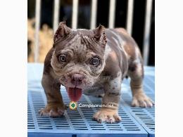 Regalo cachorros de Pitbull para adopcio