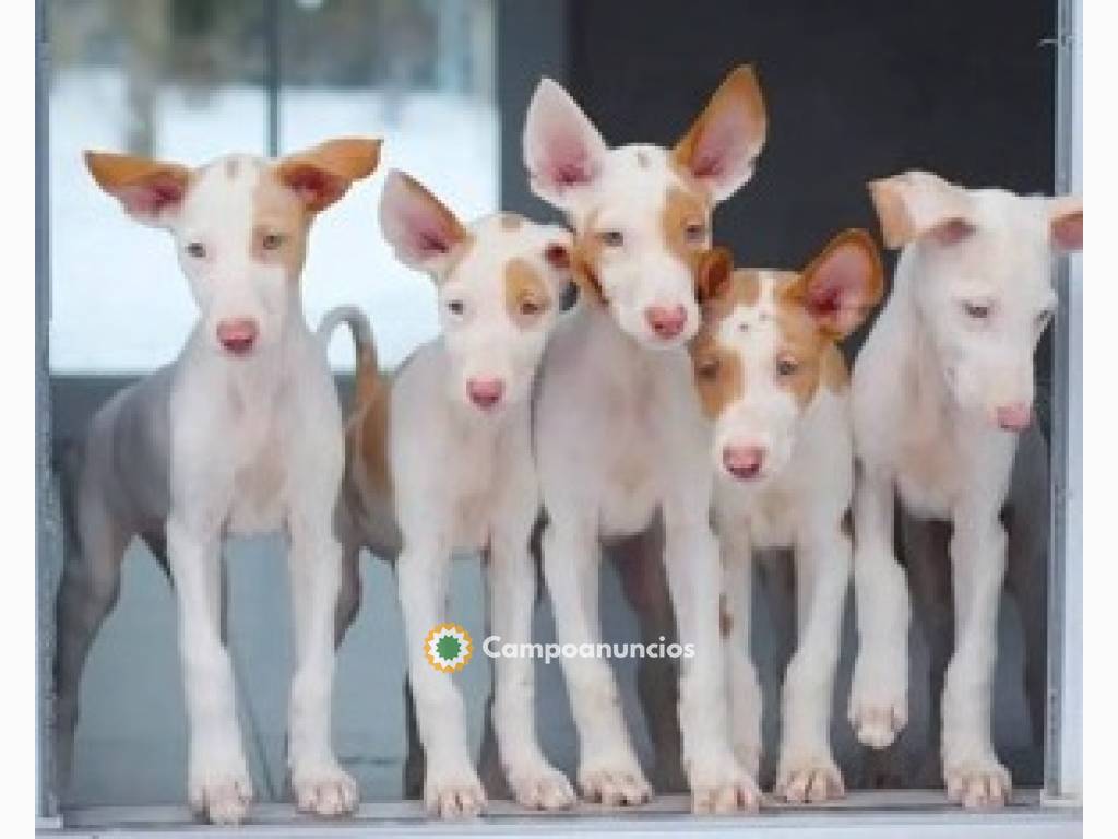 Regalo Cachorros de Podenco en adopcion en Huesca