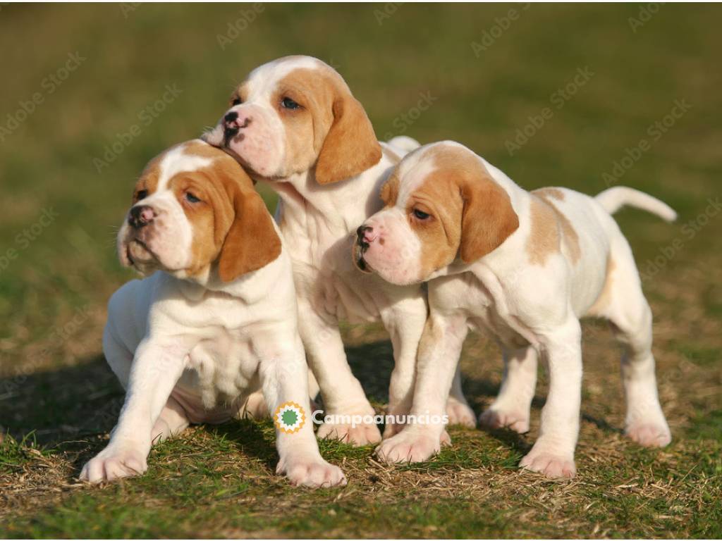 Regalo Cachorros de Pointer en adopcion en Huesca