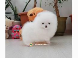 Regalo cachorros de Pomeranian Mini