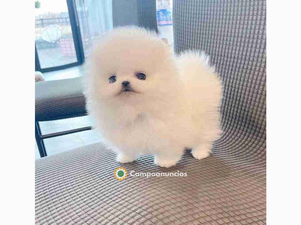 Pomeranian mini outlet toy