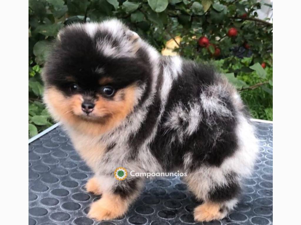 Regalo Cachorros de Pomeranian mini toy en Tenerife