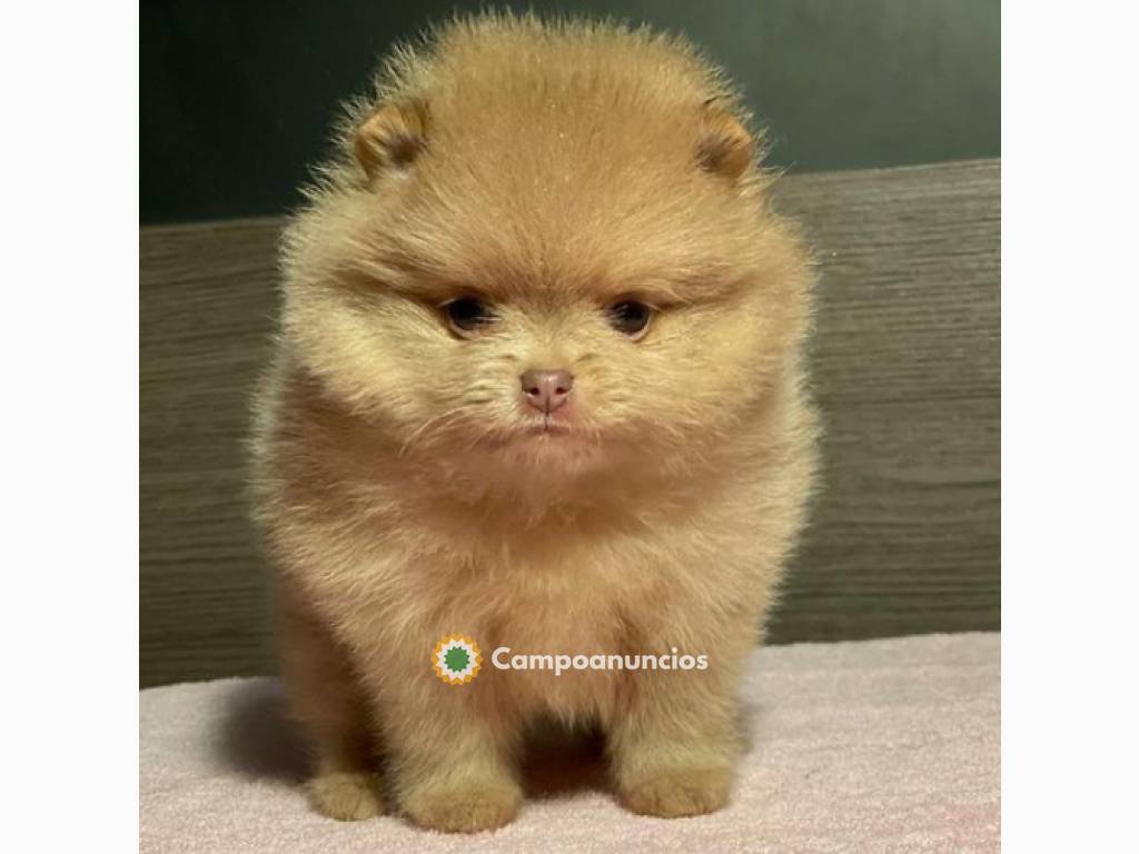 Regalo Cachorros de Pomeranian mini toy en Toledo