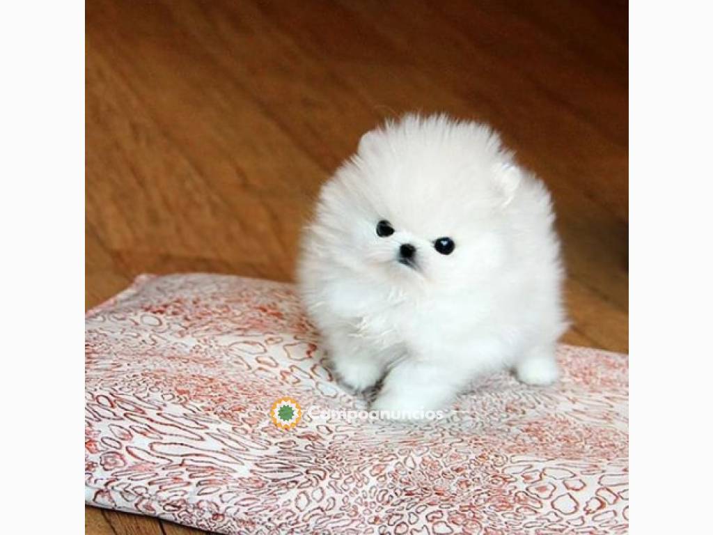 Regalo Cachorros de Pomeranian mini toy en Ourense