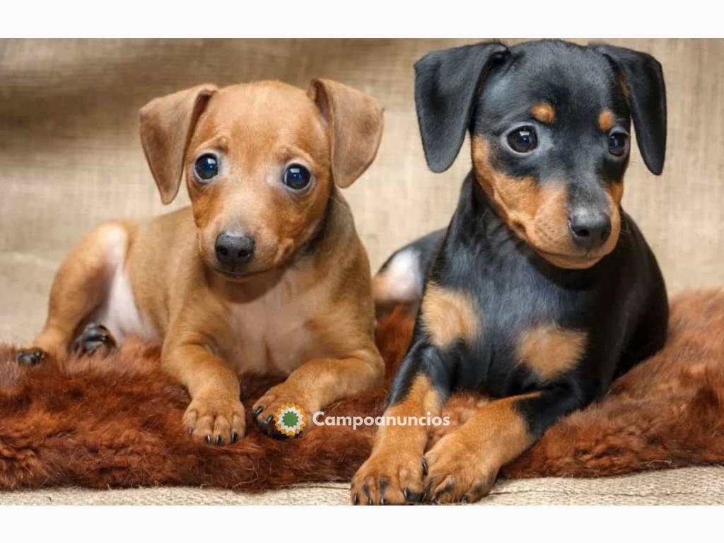 Regalo Cachorros de RATON DE PRAGA en ad en Ourense