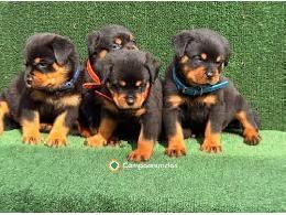 Regalo Cachorros de Rottweiler