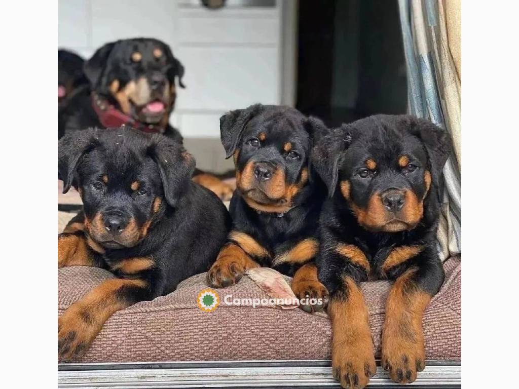 REGALO CACHORROS DE ROTTWEILER BONITA en Toledo