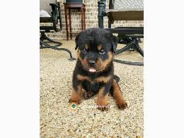Regalo Cachorros De Rottweiler hembra y