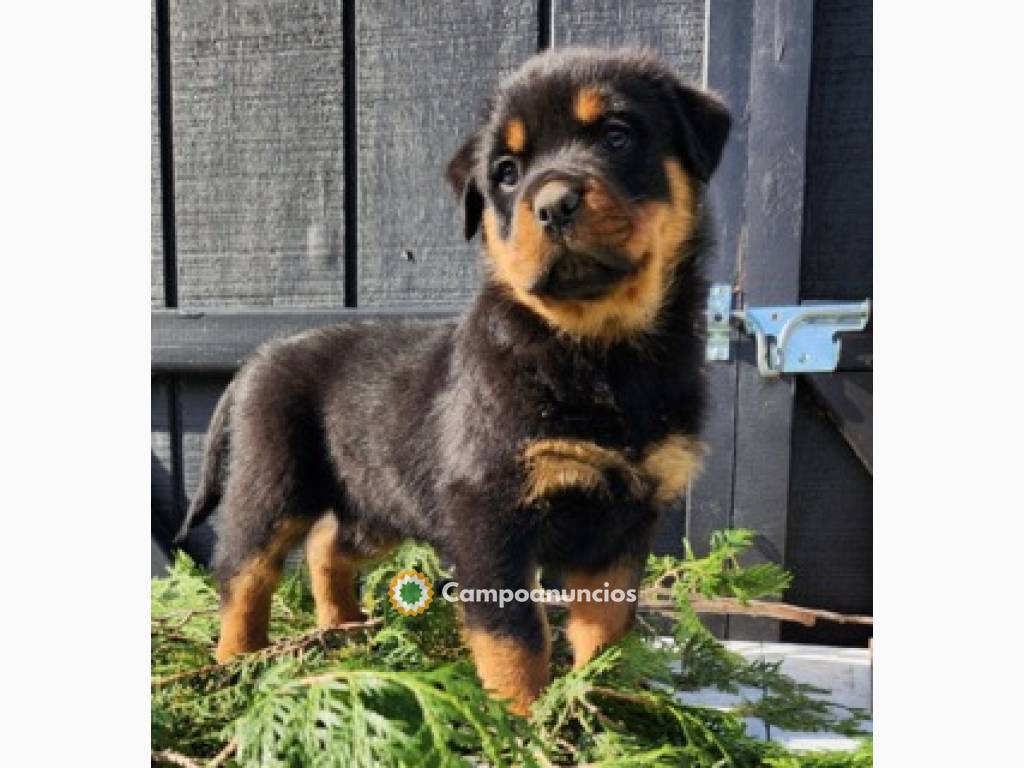 Regalo Cachorros de ROTTWEILER para adop en Huesca