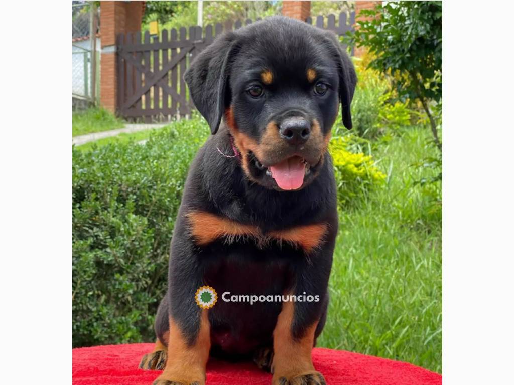 Regalo Cachorros de Rottweiler para adop en Tenerife