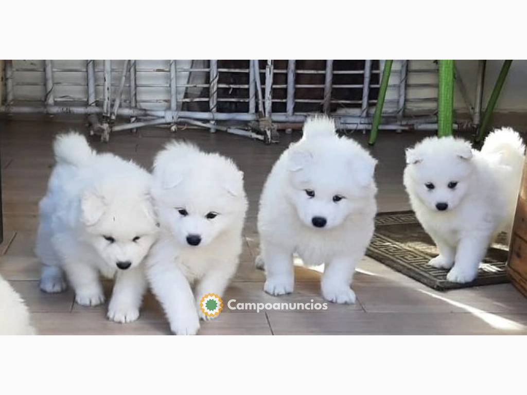 Regalo Cachorros de SAMOYEDO en Huesca