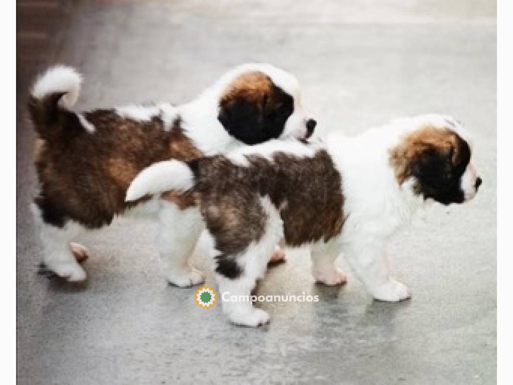 Regalo Cachorros de San Bernardo en adop en Huesca