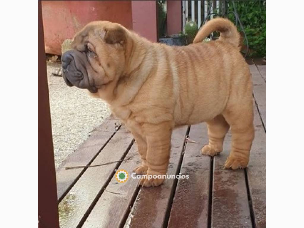 Regalo Cachorros de SHAR PEI en adopcion en Tenerife