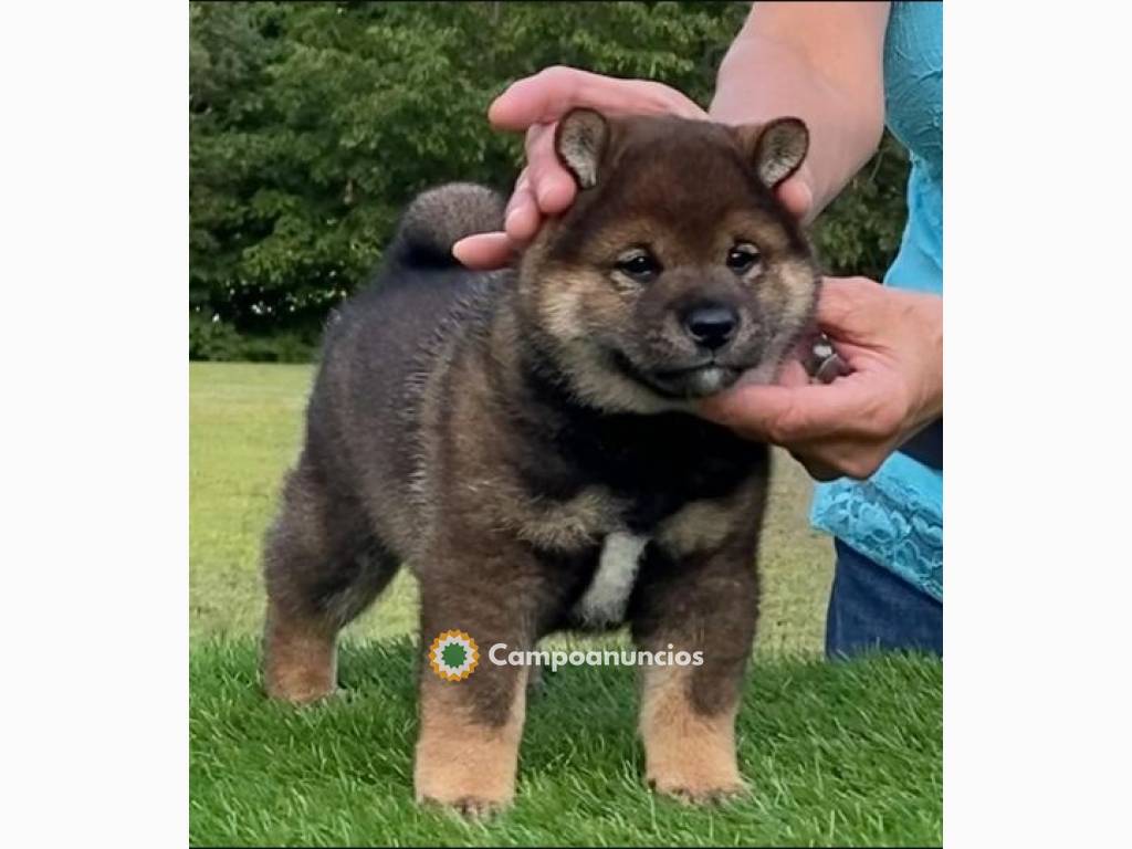 Regalo cachorros de shiba inu para adopt en Toledo