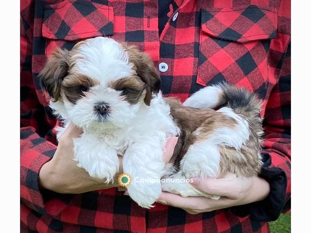 Regalo Cachorros de SHIH TZU en adopcion en Huesca