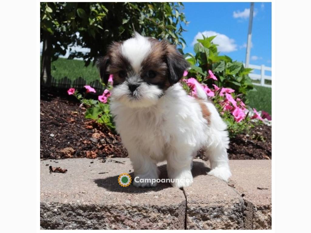 Regalo Cachorros de SHIH TZU en adopcion en Córdoba