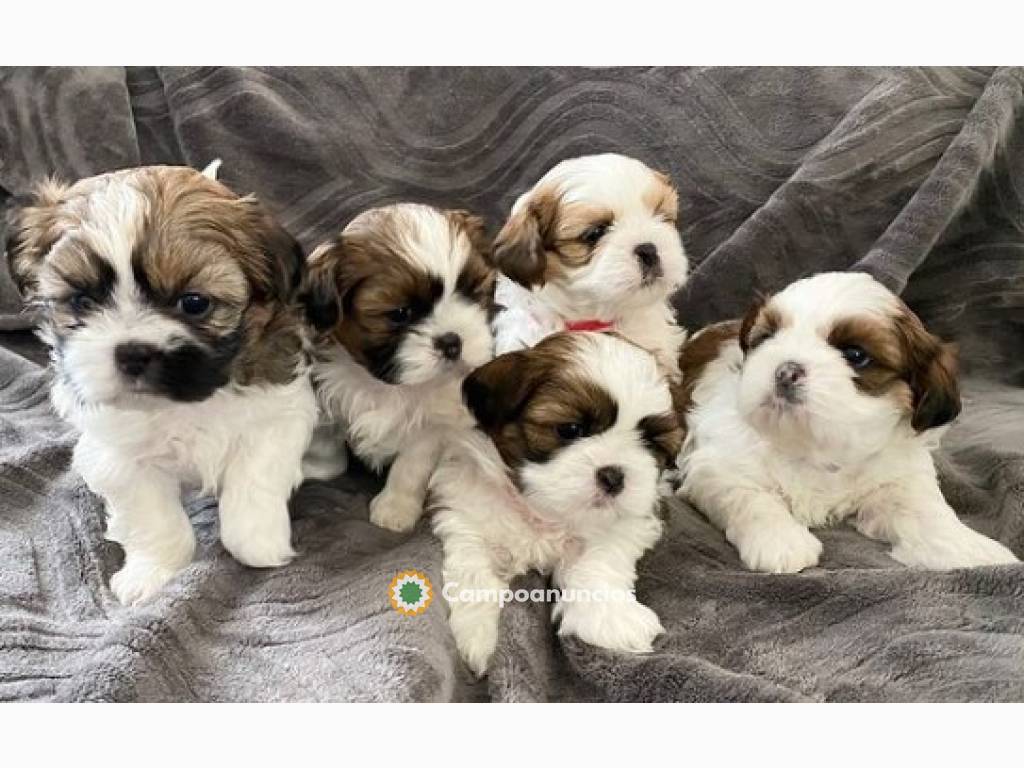 Regalo cachorros de SHIH TZU listos adop en Toledo