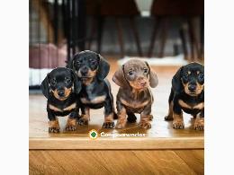 Regalo Cachorros de Teckel para adopcion