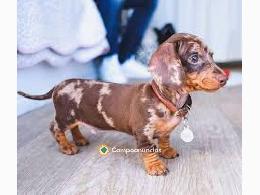 Regalo Cachorros de Teckel para adopcion