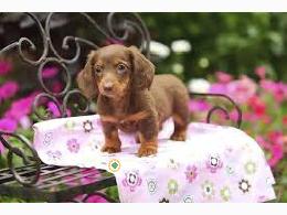Regalo Cachorros de Teckel para adopcion