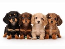 Regalo Cachorros de Teckel para adopcion