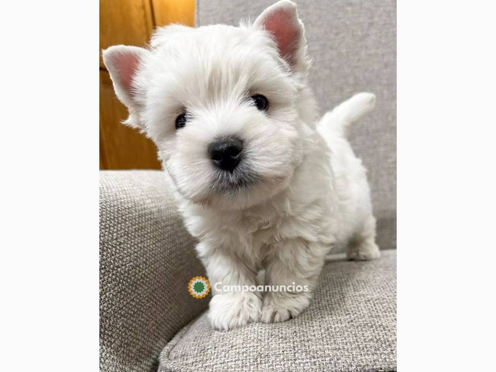 Regalo Cachorros de WESTY mini para adop en Ourense